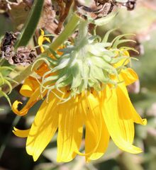 Haplorhynchites aeneus