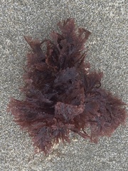 Microcladia coulteri