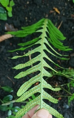 Polypodium