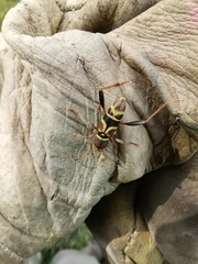 Neoclytus mucronatus