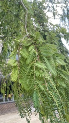 Metasequoia