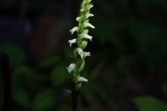 Spiranthes ovalis
