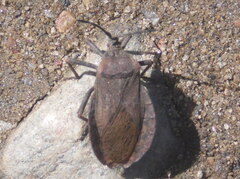 Spartocera