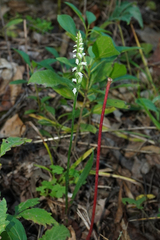 Spiranthes ovalis