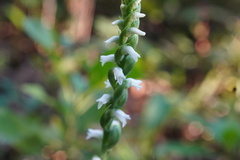 Spiranthes ovalis