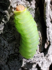 Antheraea polyphemus