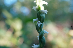Spiranthes ovalis