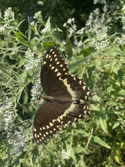 Papilio palamedes