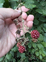 Rubus