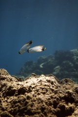 Chaetodon trifascialis