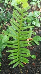 Polypodium