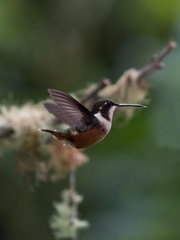 Philodice mitchellii