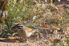 Emberiza capensis capensis