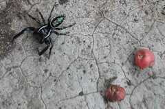 Paraphidippus aurantius