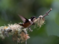 Philodice mitchellii