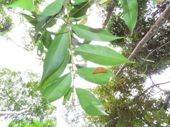 Mesene phareus