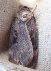 Pseudohermonassa bicarnea