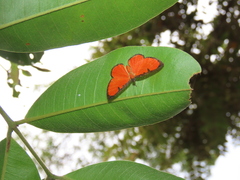 Mesene phareus