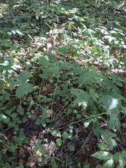 Aconitum lasiostomum