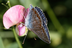 Polyommatus icarus