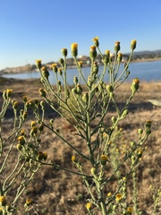 Heterotheca grandiflora