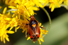 Deraeocoris ruber