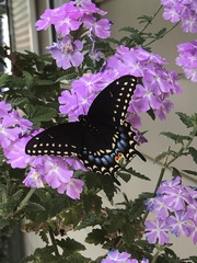 Papilio polyxenes asterius