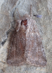 Lacinipolia meditata