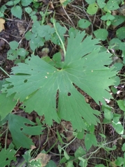 Aconitum lasiostomum