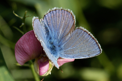 Polyommatus icarus