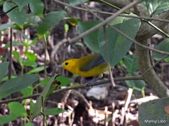 Protonotaria citrea