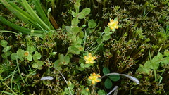 Hypericum anagalloides