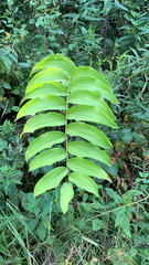 Polygonatum