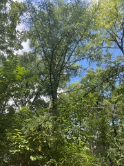Quercus palustris
