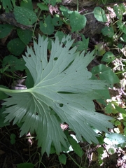 Aconitum lasiostomum