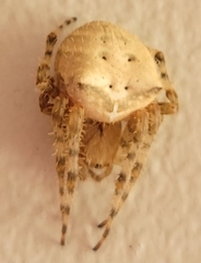 Araneus gemmoides