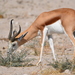 Angolan Springbok - Photo (c) copper, some rights reserved (CC BY-NC), uploaded by copper
