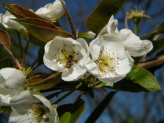 Pyrus communis