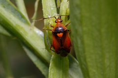 Deraeocoris ruber