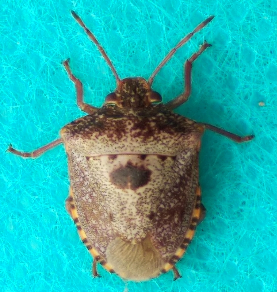 Cresphontes monsoni
