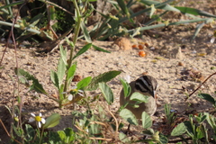 Emberiza capensis capensis