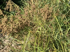 Scirpus microcarpus