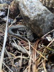 Ichthyosaura alpestris