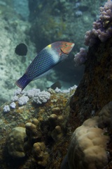 Halichoeres hortulanus