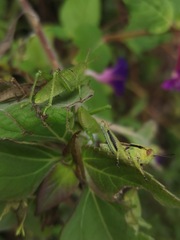 Sphenarium purpurascens
