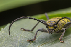 Ochraethes melanotelus