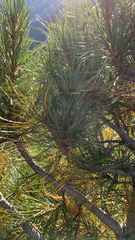 Pinus