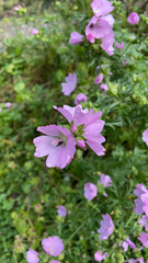 Malva moschata