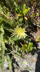 Schlagintweitia intybacea