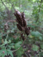 Aconitum lasiostomum
